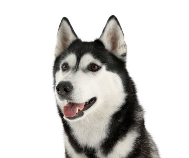 Beyaz arka plan üzerinde çok güzel husky köpek