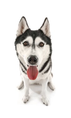 Beyaz arka plan üzerinde çok güzel husky köpek