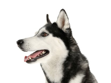 Beyaz arka plan üzerinde çok güzel husky köpek