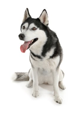 Beyaz arka plan üzerinde çok güzel husky köpek