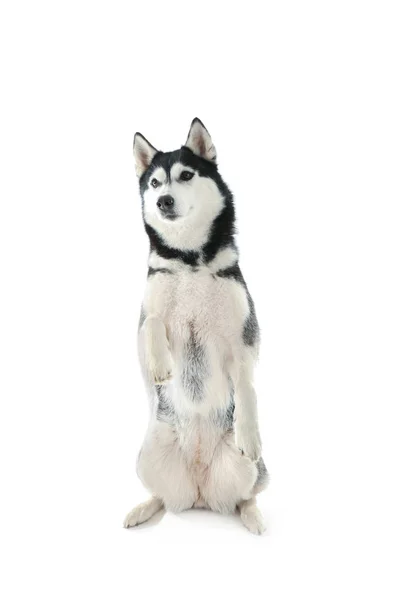 Adorable Perro Husky Sobre Fondo Blanco — Foto de Stock