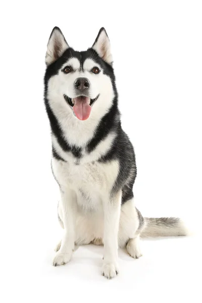 Schattig Husky Hond Witte Achtergrond — Stockfoto