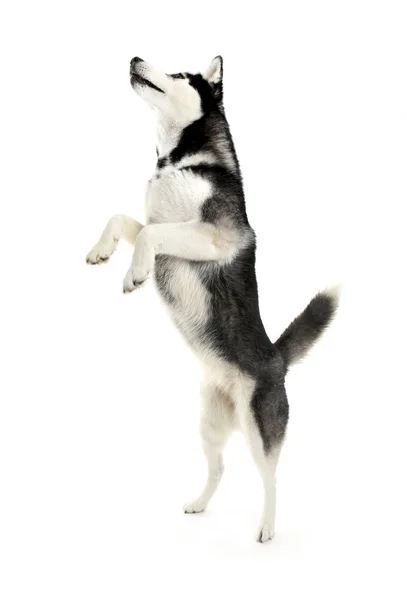 可爱的哈士奇狗在白色背景 — 图库照片