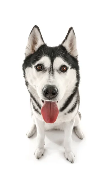 Чарівний Чоловічий Собака Білому Тлі — стокове фото