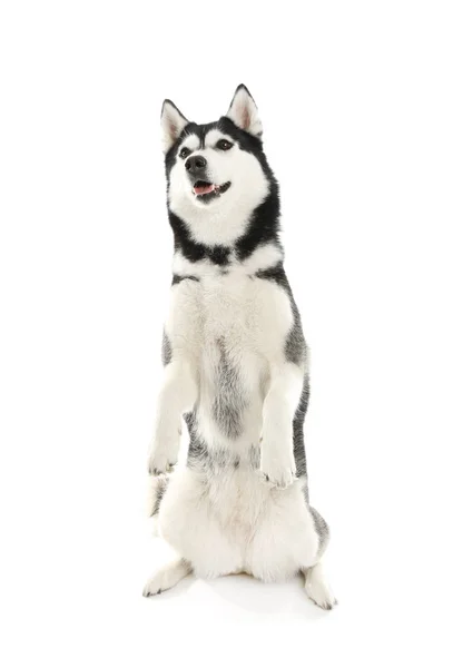 Entzückender Husky Hund Auf Weißem Hintergrund — Stockfoto