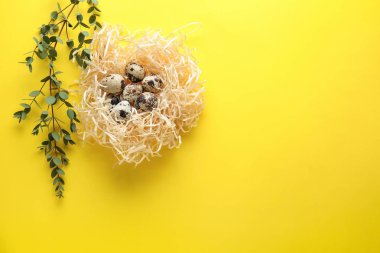 Renk arka plan üzerinde yuva ile çiğ Bıldırcın yumurta