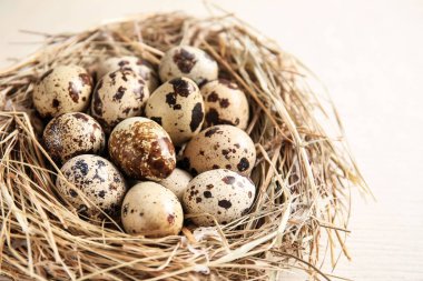 Açık renkli üzerinde çiğ Bıldırcın yumurta yuva