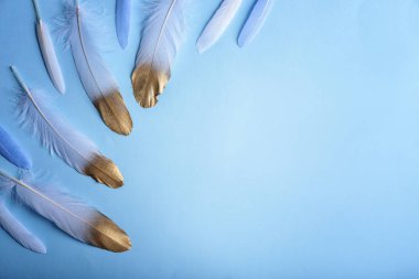 Renk arka plan üzerinde güzel tüyleri