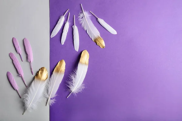 Beautiful Feathers Color Background — Stock Photo, Image