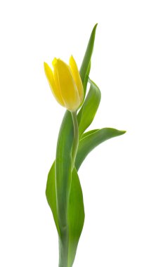 Beyaz arka plan üzerinde güzel taze Lale