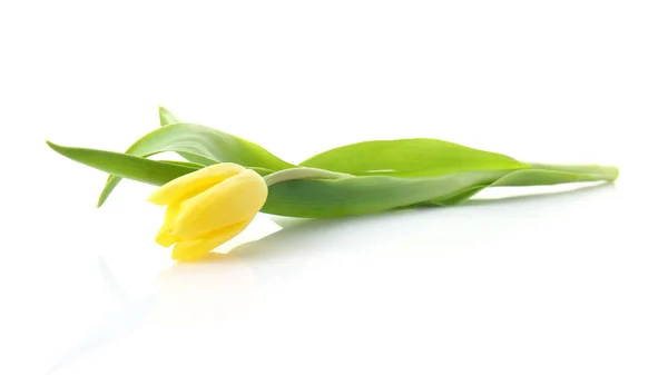 Beautiful Fresh Tulip White Background — Stock Photo, Image