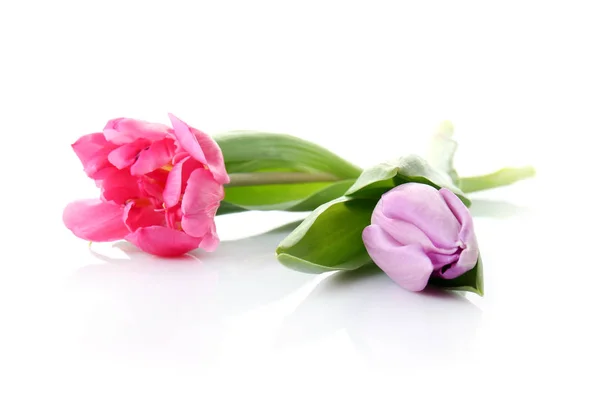 Beautiful Fresh Tulips White Background — Stock Photo, Image