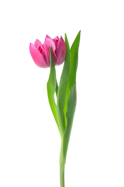 Beautiful Fresh Tulip White Background — Stock Photo, Image