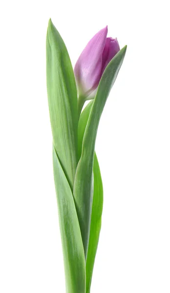 Beautiful Fresh Tulip White Background — Stock Photo, Image