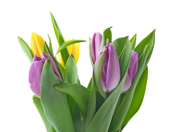Bouquet Beautiful Tulips White Background — Stock Photo, Image