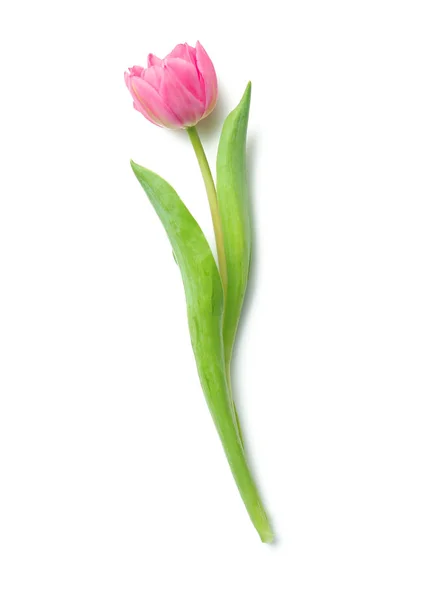 Krásné Čerstvé Tulipán Bílém Pozadí — Stock fotografie
