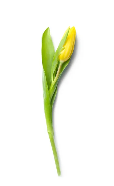 Bello Tulipano Fresco Sfondo Bianco — Foto Stock