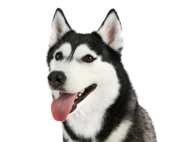 Beyaz arka plan üzerinde çok güzel husky köpek