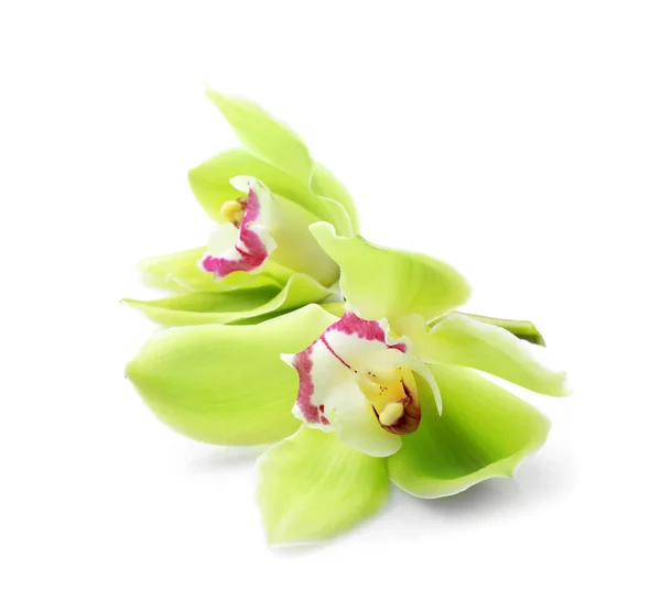 Beautiful orchid flowers on white background — Stock Photo, Image