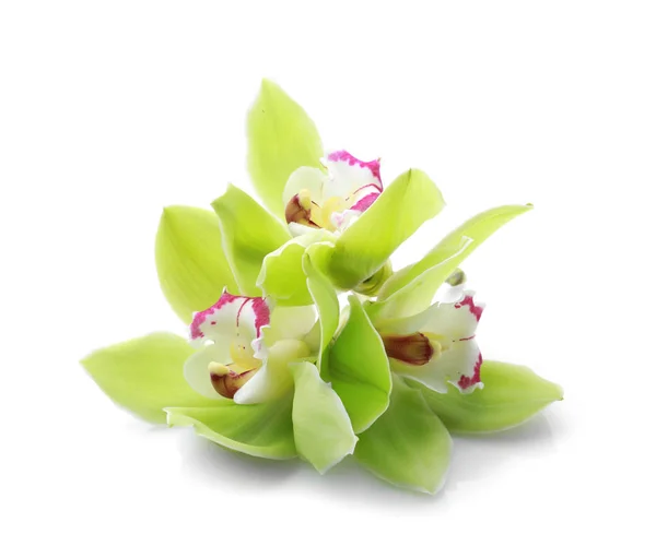 Gyönyörű orchidea virágok fehér háttér — Stock Fotó
