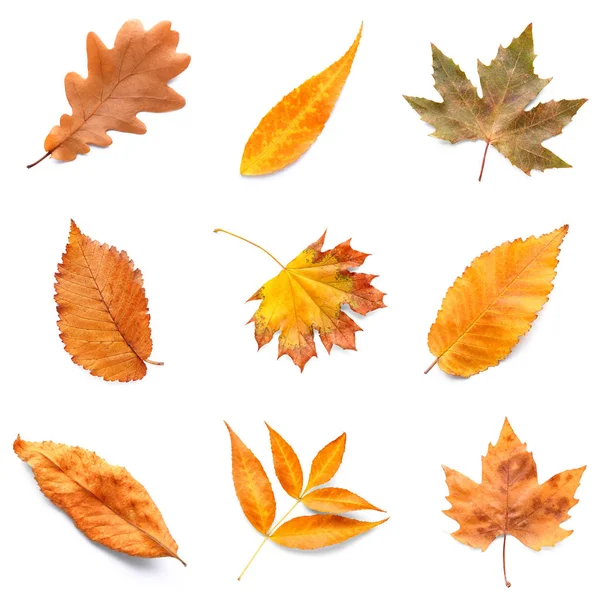 Different autumn leaves on white background — Stock Photo, Image