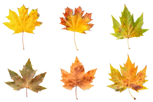 Différentes feuilles d'érable sur fond blanc — Photo