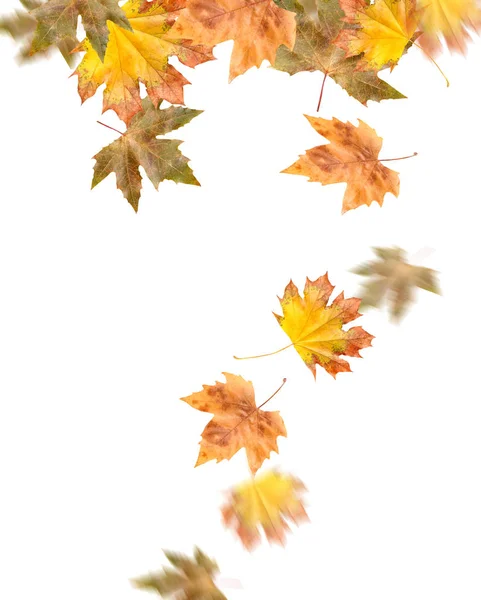 Fallende Blätter auf weißem Hintergrund — Stockfoto