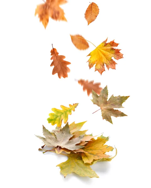 Falling leaves on white background — Stock Photo, Image