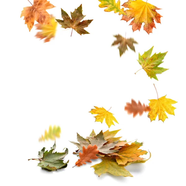 Falling leaves on white background — Stock Photo, Image