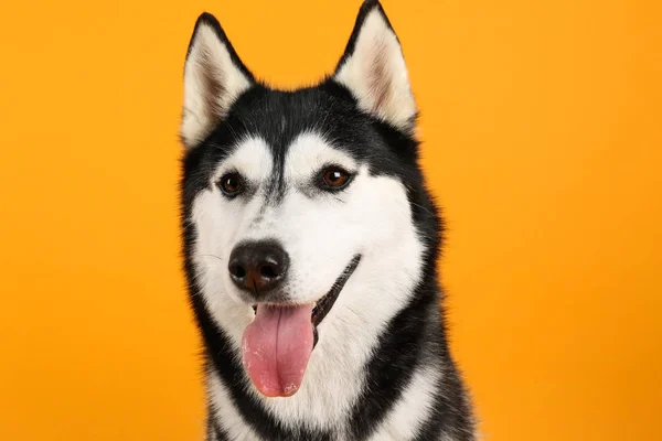 Симпатичная хаски-собака на цветном фоне — стоковое фото
