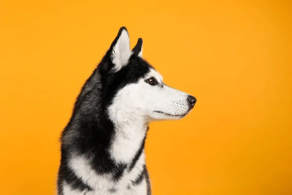 Rozkošný husky psa na barvu pozadí — Stock fotografie
