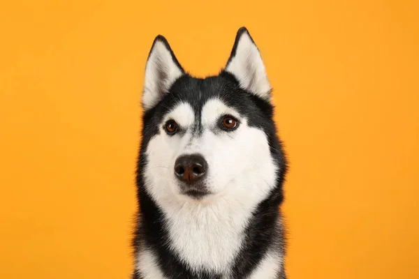 Entzückender Husky-Hund auf farbigem Hintergrund — Stockfoto