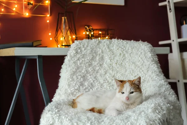 Cute cat lying on chair at home — Stock Photo, Image