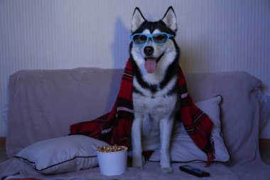 Evde yumuşak kanepede televizyon izlerken komik husky köpek