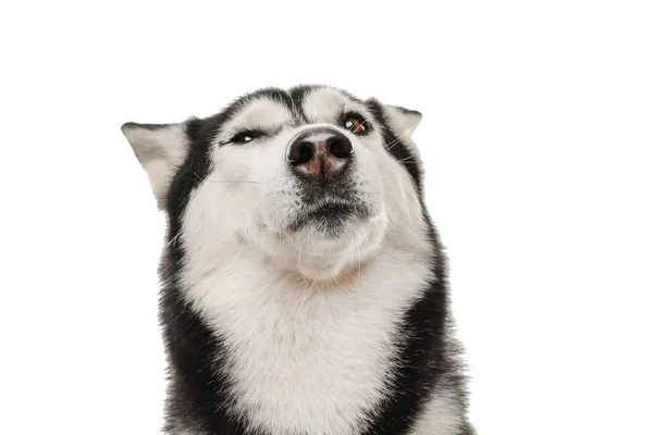 Entzückender Husky-Hund auf weißem Hintergrund — Stockfoto