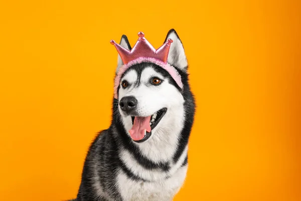 Adorable husky dog on color background — Stock Photo, Image