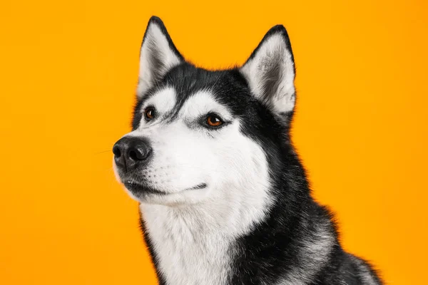 Entzückender Husky-Hund auf farbigem Hintergrund — Stockfoto