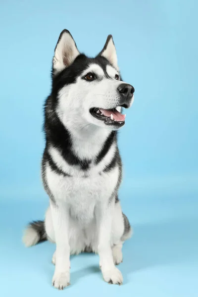 Adorable perro husky sobre fondo de color —  Fotos de Stock