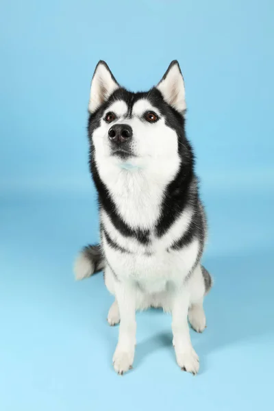 Adorabile cane husky su sfondo di colore — Foto Stock