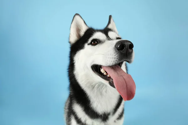 Entzückender Husky-Hund auf farbigem Hintergrund — Stockfoto