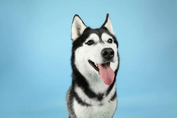 Adorável cão husky no fundo de cor — Fotografia de Stock