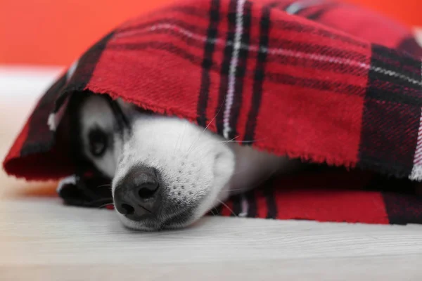 Adorable husky dog wrapped up in warm plaid lying on floor