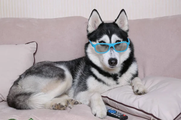 Funny husky dog with TV remote control lying on soft sofa at home