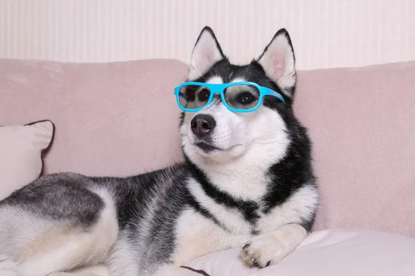 Zabawny pies husky z okularów leżącego na miękkiej kanapie w domu — Zdjęcie stockowe