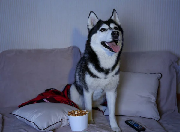 Funny husky dog watching TV on soft sofa at home