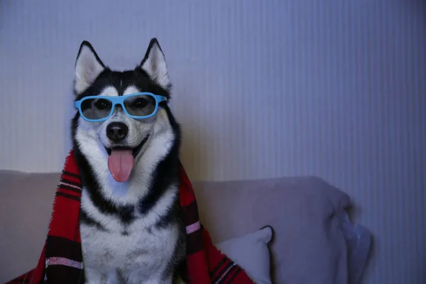 Zabawny pies husky, oglądania telewizji na miękkiej kanapie w domu — Zdjęcie stockowe