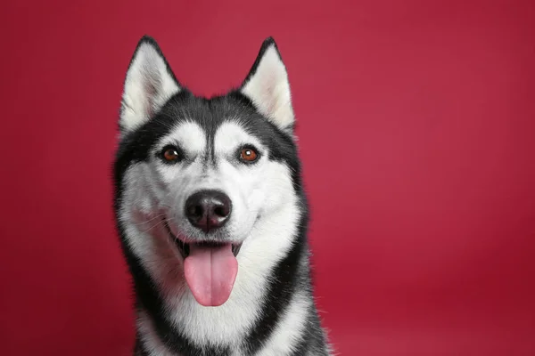 Rozkošný husky psa na barvu pozadí — Stock fotografie