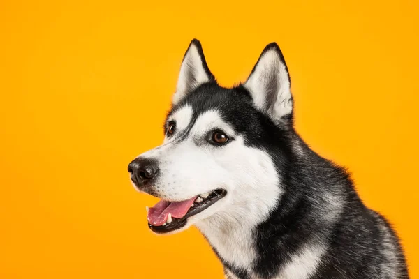 Adorable perro husky sobre fondo de color — Foto de Stock