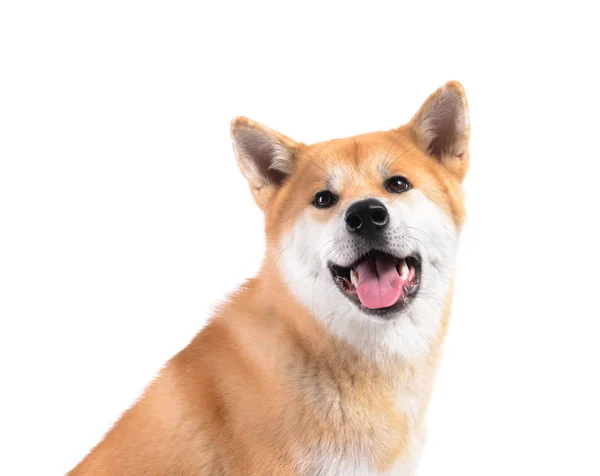 Söt Akita Inu hund på vit bakgrund — Stockfoto