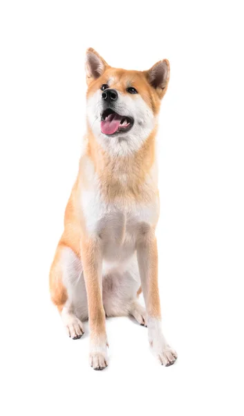 Schattige Akita Inu hond op witte achtergrond — Stockfoto